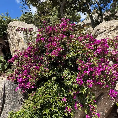 Apartment Bel Dans Avec Piscine En Corse Du Sud