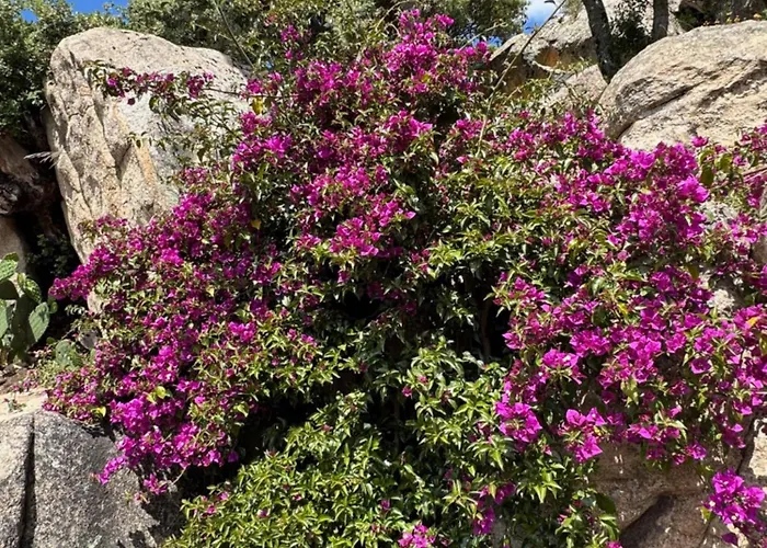 Appartement Bel Dans Avec Piscine En Corse Du Sud